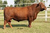 Please click here to view more information on this bull.