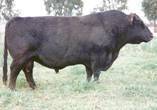 Please click here to view more information on this bull.