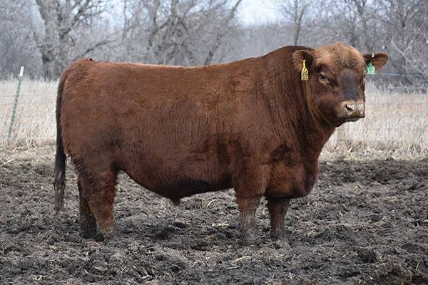 Please click here to view more information on this bull.