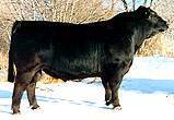 Please click here to view more information on this bull.