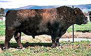 Please click here to view more information on this bull.