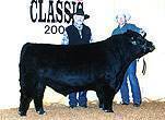Please click here to view more information on this bull.