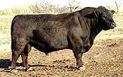 Please click here to view more information on this bull.