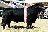 Please click here to view more information on this bull.